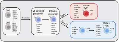 Regulation of γδ T Cell Effector Diversification in the Thymus